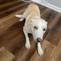 Thumbnail photo of Brie #2