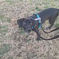 Thumbnail photo of Didi #2