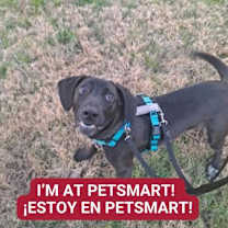 Thumbnail photo of Didi #3