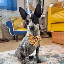 Thumbnail photo of Cranberry Thanksgiving #1