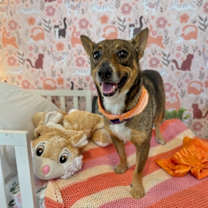 Thumbnail photo of Tippy Happy Girl #1