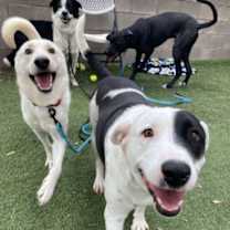 Thumbnail photo of Dutchie Baby the Darling Lover #2