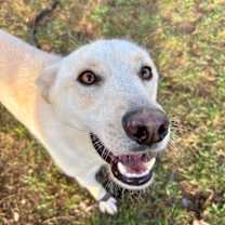 Thumbnail photo of Dutchie Baby the Darling Lover #4