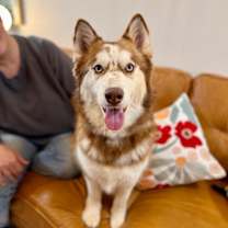 Thumbnail photo of Sky Princess so Fluffy so Sweet #1