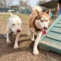 Thumbnail photo of Sky Princess so Fluffy so Sweet #3