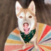 Thumbnail photo of Daphne Lovelight Supreme #1