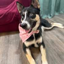 Thumbnail photo of Athena the serenity snugglebug #1