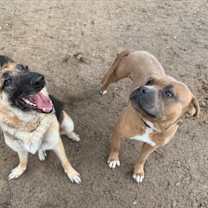 Thumbnail photo of Ellie Loyal Girl #2