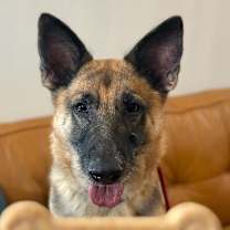 Thumbnail photo of Ellie Loyal Girl #4