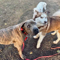 Thumbnail photo of Danny Zuko heartthrob lover boy #3