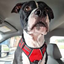 Thumbnail photo of Jasper #1