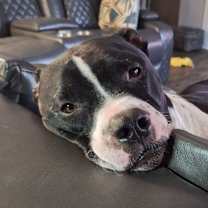 Thumbnail photo of Jasper #3