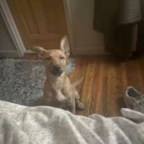 Thumbnail photo of Hazel #2