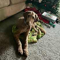 Thumbnail photo of Apollo #1