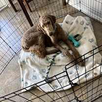 Thumbnail photo of Apollo #2