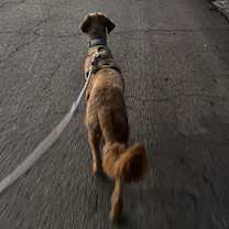 Thumbnail photo of Apollo #3