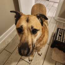 Thumbnail photo of Ladybug #4