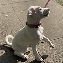 Thumbnail photo of Best Friend (BF) #2