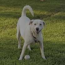 Thumbnail photo of Best Friend (BF) #3