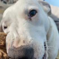 Thumbnail photo of Best Friend (BF) #4