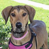 Thumbnail photo of Molly - PeRFeCtiON! #1