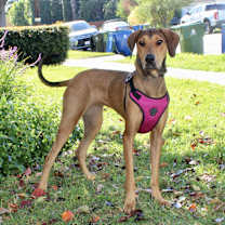 Thumbnail photo of Molly - PeRFeCtiON! #2