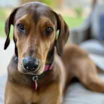 Thumbnail photo of Molly - PeRFeCtiON! #3