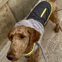 Thumbnail photo of Apollo #4