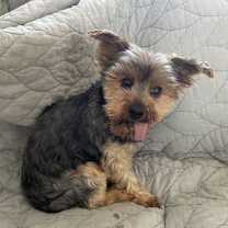 Thumbnail photo of Albany #1