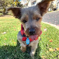 Thumbnail photo of Albany #4