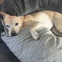 Thumbnail photo of Daisy #3