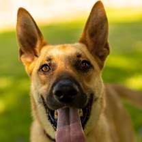 Thumbnail photo of Calhoun English #1