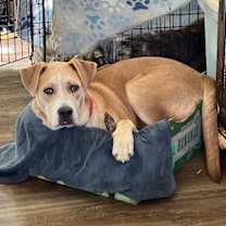 Thumbnail photo of Kawasaki Houston #3