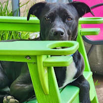 Thumbnail photo of Mack the loyal family dog #3