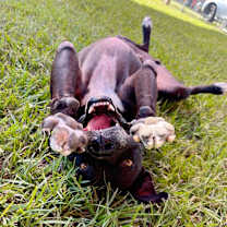 Thumbnail photo of Neo the Great Snuggler and Sweetest Soul #2