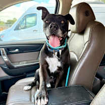 Thumbnail photo of Neo the Great Snuggler and Sweetest Soul #3