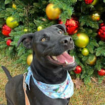 Thumbnail photo of Ponderosa Perfect Prince #1