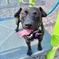 Thumbnail photo of Mochi Magic the Happy Pup #1