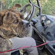 Thumbnail photo of Apple Connie professional lovebug #4