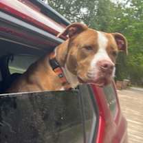 Thumbnail photo of Brooklyn Baby the Sweetest Girl Born to be a family dog #2