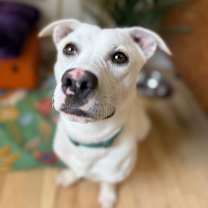 Thumbnail photo of Momo Sugar #1