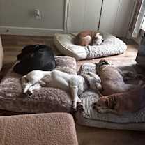 Thumbnail photo of Momo Sugar #2