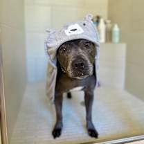 Thumbnail photo of Lola Lovebug your Soulmate on Four Paws #1