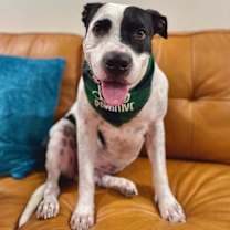 Thumbnail photo of Panda the perfect doggy pal #1