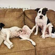 Thumbnail photo of Panda the perfect doggy pal #4