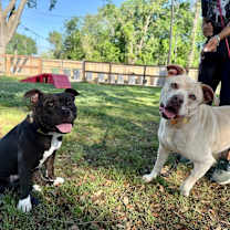 Thumbnail photo of Daisy the happy Family lab #3
