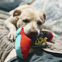 Thumbnail photo of Daisy the happy Family lab #4