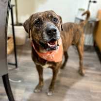 Thumbnail photo of Uncle Joe Steady Eddie #1