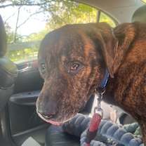 Thumbnail photo of Uncle Joe Steady Eddie #2