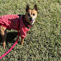 Thumbnail photo of Gizmo Do Your Dance #3